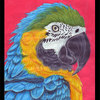 Macaw