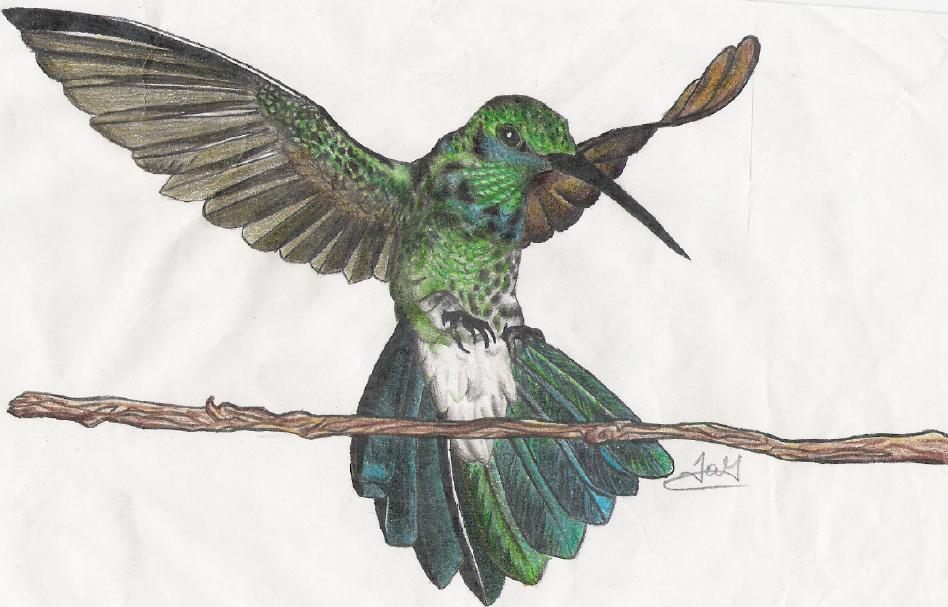 Hummingbird