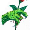 Dragon's Rose