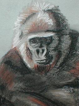 Gorilla