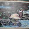 A Wood Duck