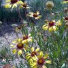 Dad's Wildflowers