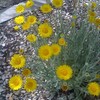 Desert Marigolds