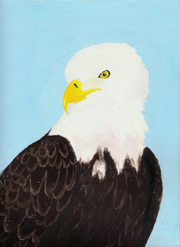 Bald Eagle