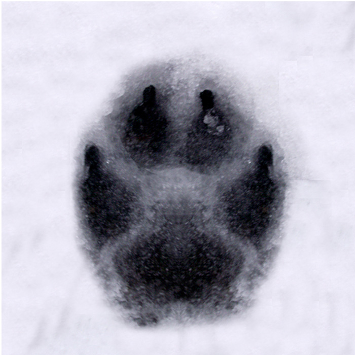 Wolfpaw