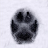 Wolfpaw