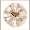 Seashell Butterfly