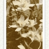 Sepia Toned Flowers