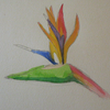 Bird of Paradise