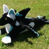 Orca Hybrid plush