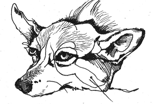 Corgi Ink Sketch 1