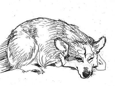 Corgi Ink Sketch 4