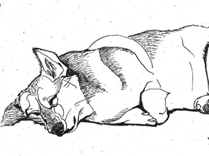 Corgi Ink Sketch 8