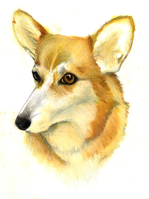 Corgi 2