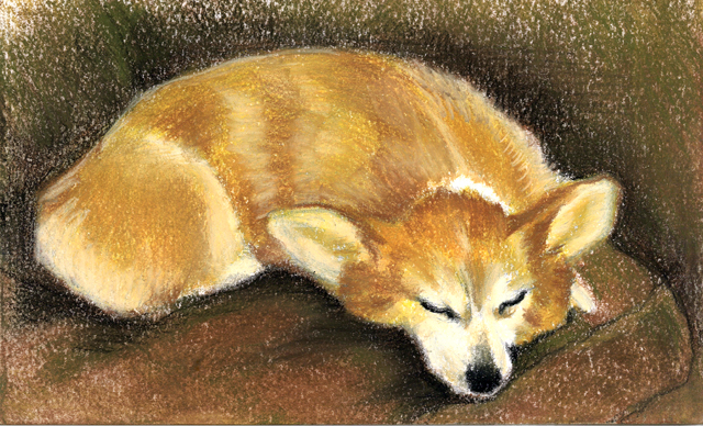 Corgi 3