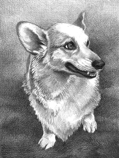 Corgi 5