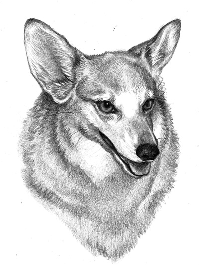 Corgi 5