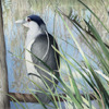 Night Heron