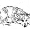 Corgi Ink Sketch 4