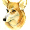 Corgi 2