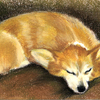 Corgi 3