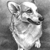 Corgi 5