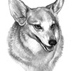 Corgi 5