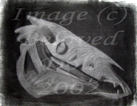 Animal Skull