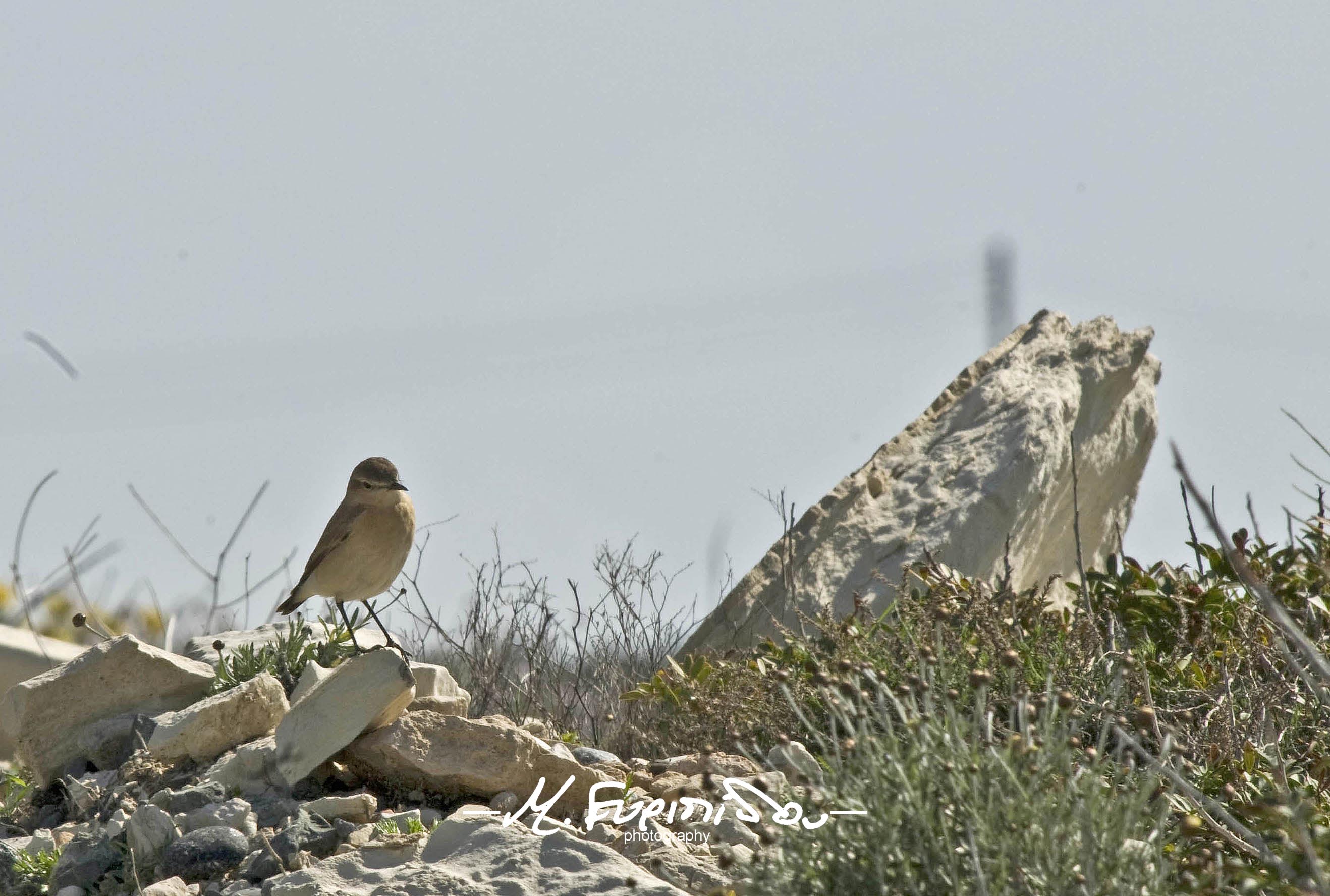 12-5-2015 bird at Alamanos Cyprus