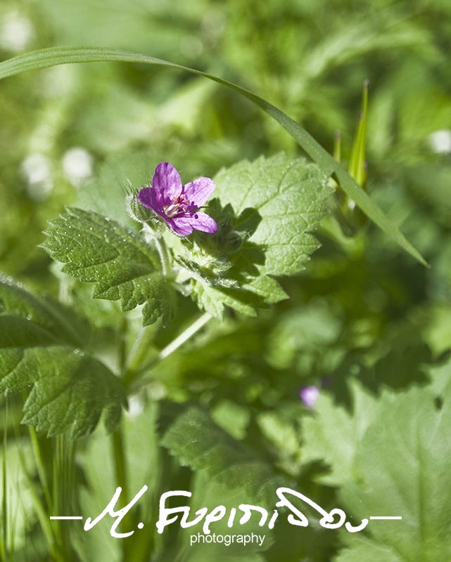 Erodium malacoides