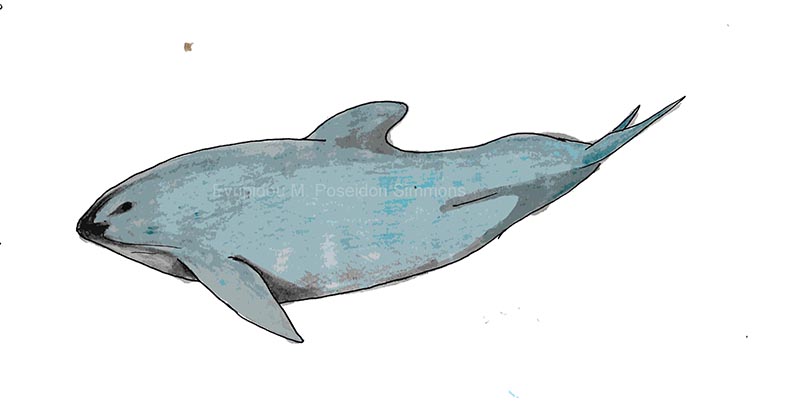 vaquita porpoise