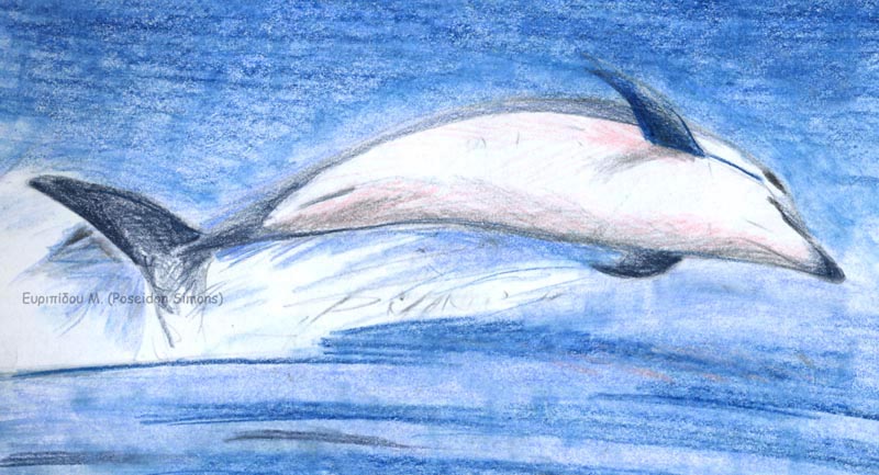 striped dolphin coloured pencils