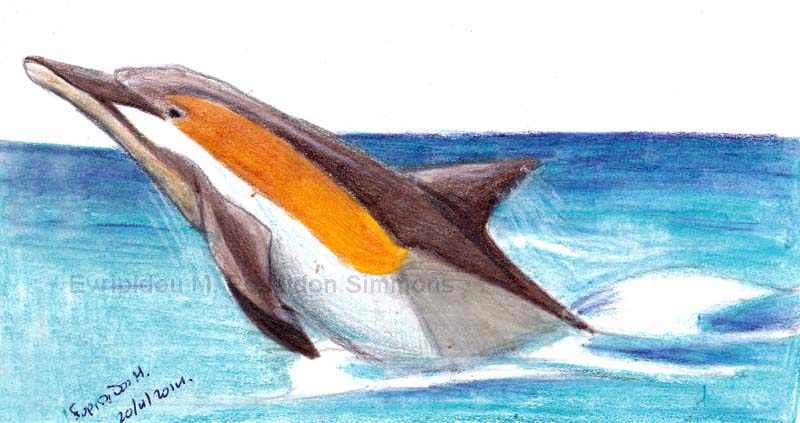 common dolphin