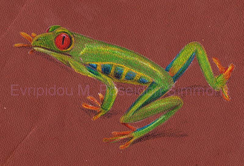 treefrog