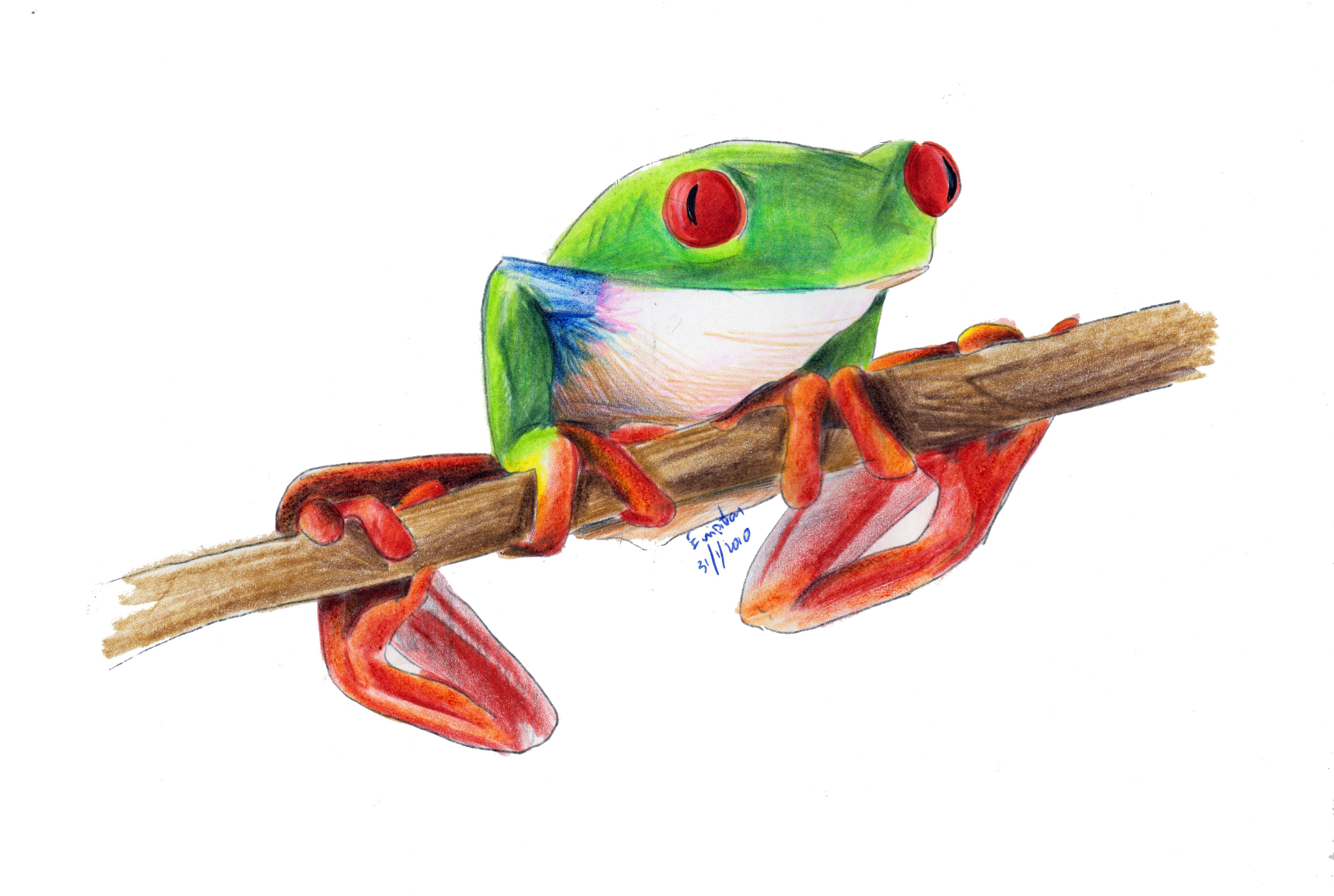 treefrog