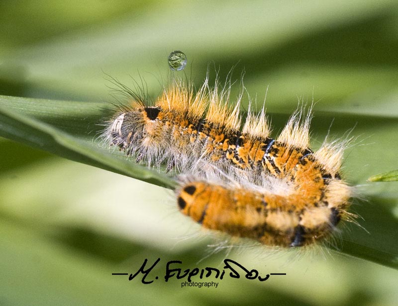 caterpillar with rain drop