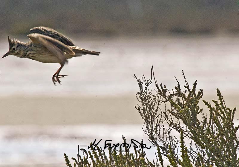 crested lark taking off