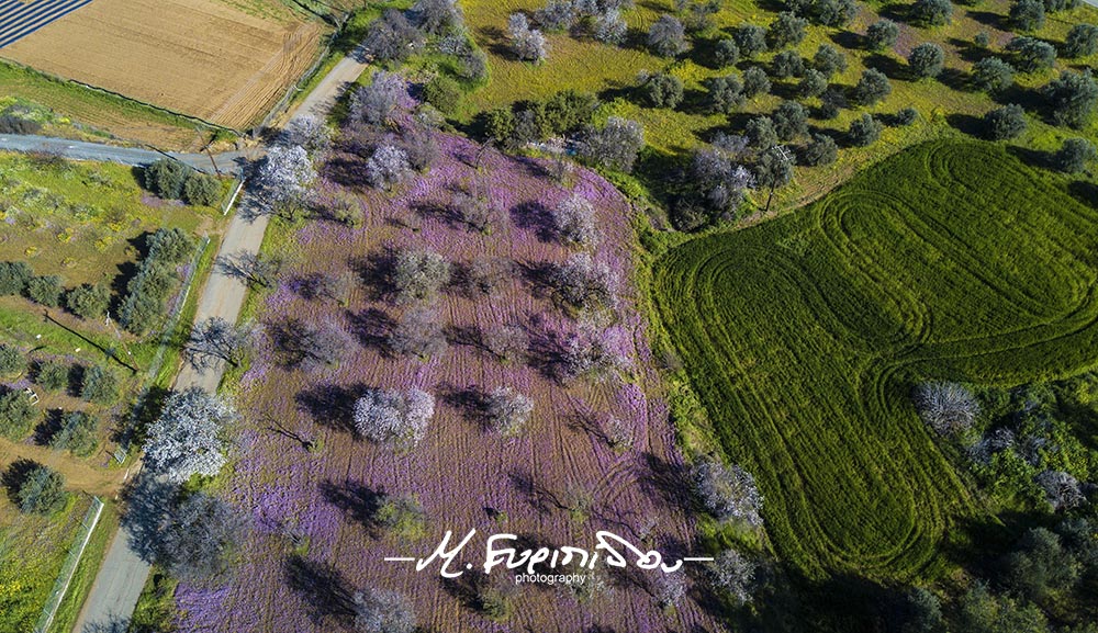 February 2024 Klriou spring-purple field Cyprus