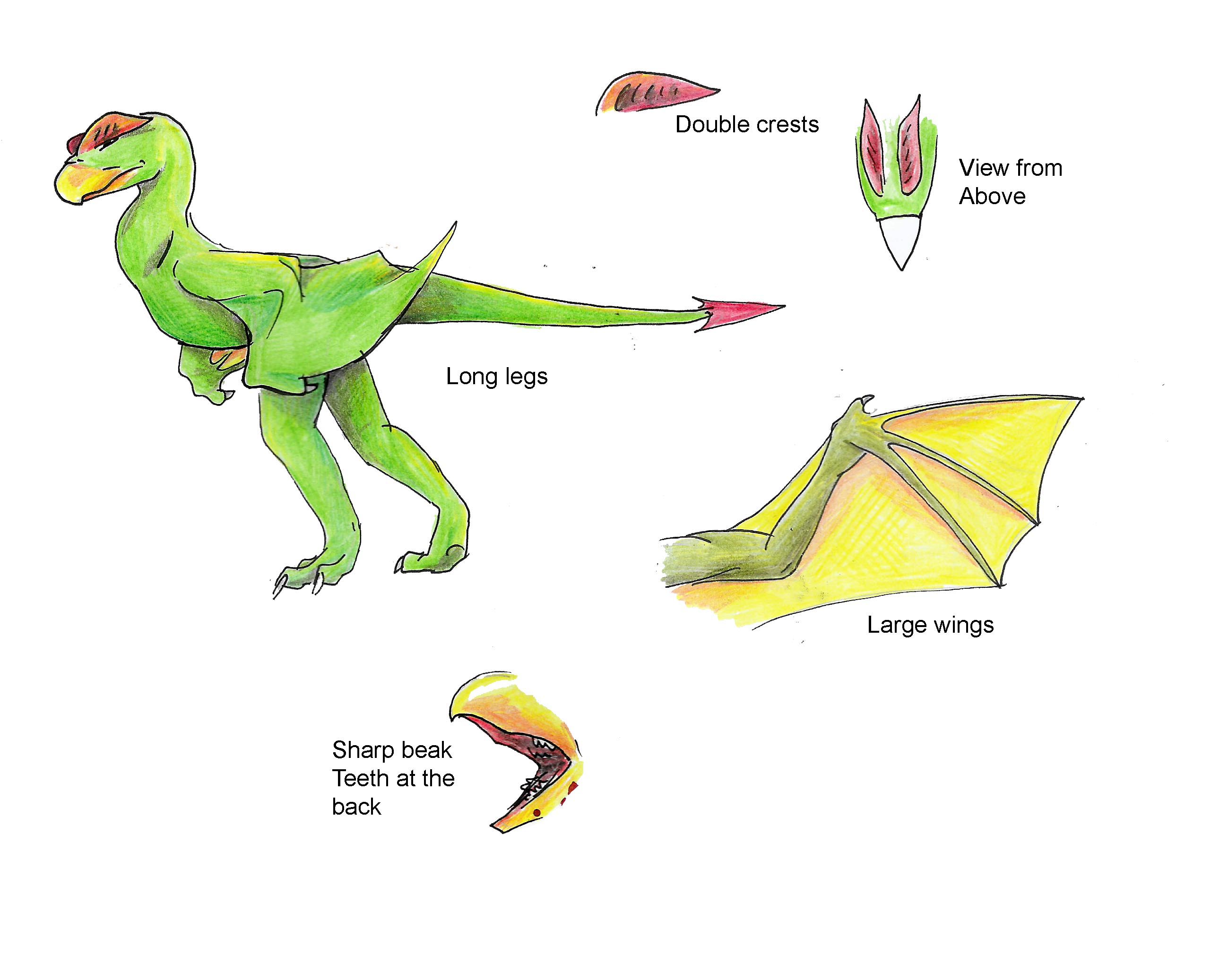 dilophodragon anatomy