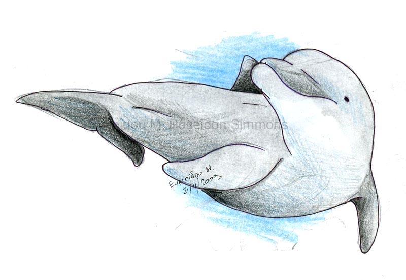 bottlenose dolphin 1136