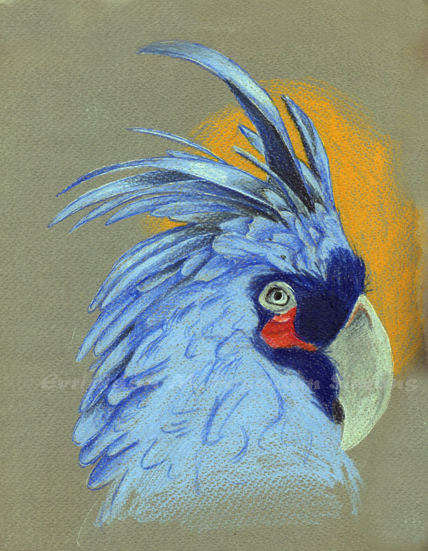 blue parrot