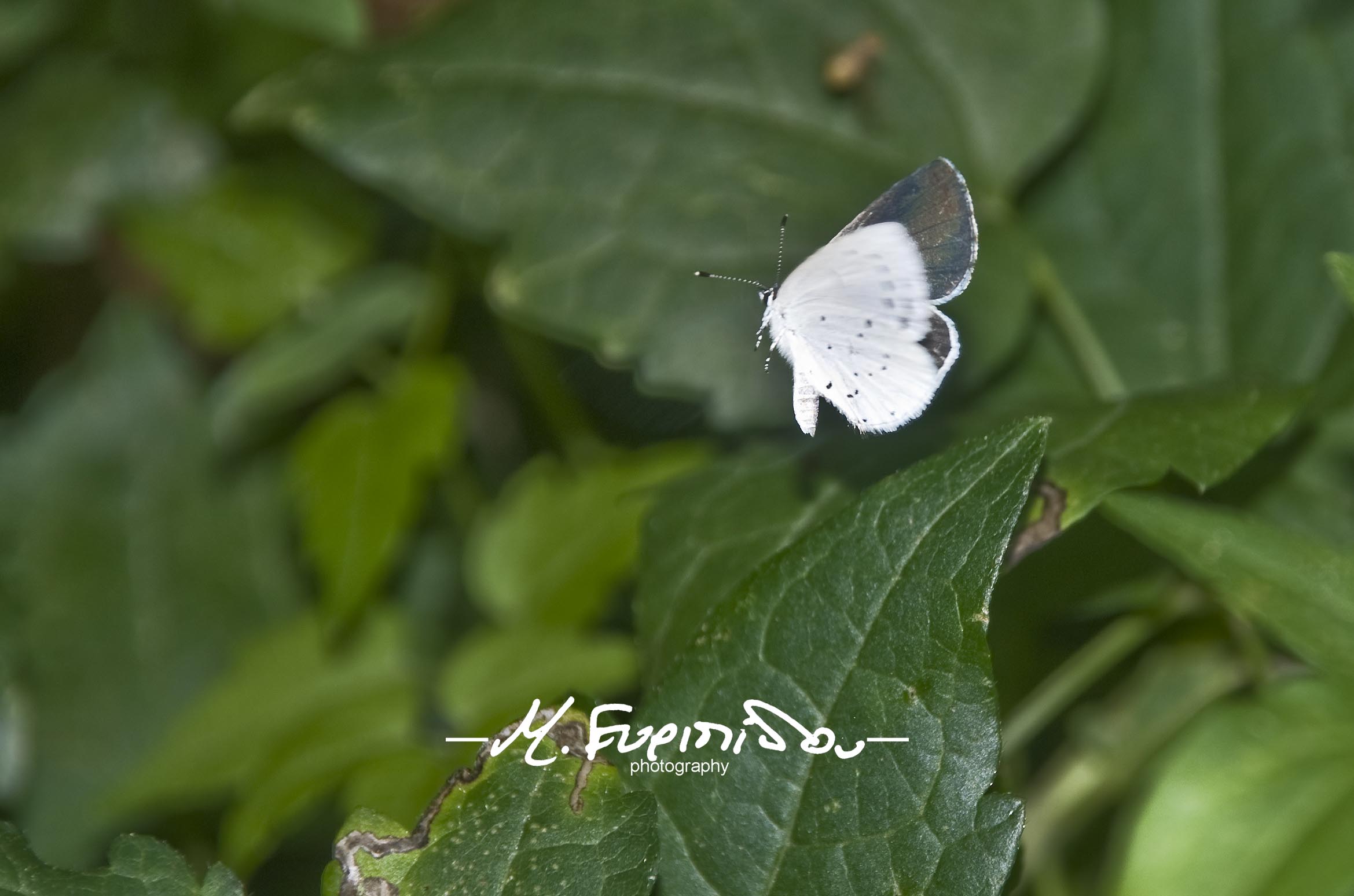 butterfly taking off