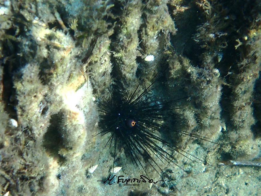 giant sea urchin-snorkeling at Amathus ancient harbour Cyprus