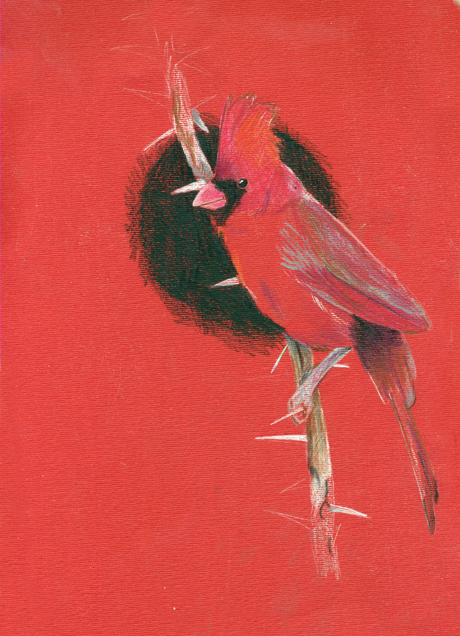 red cardinal