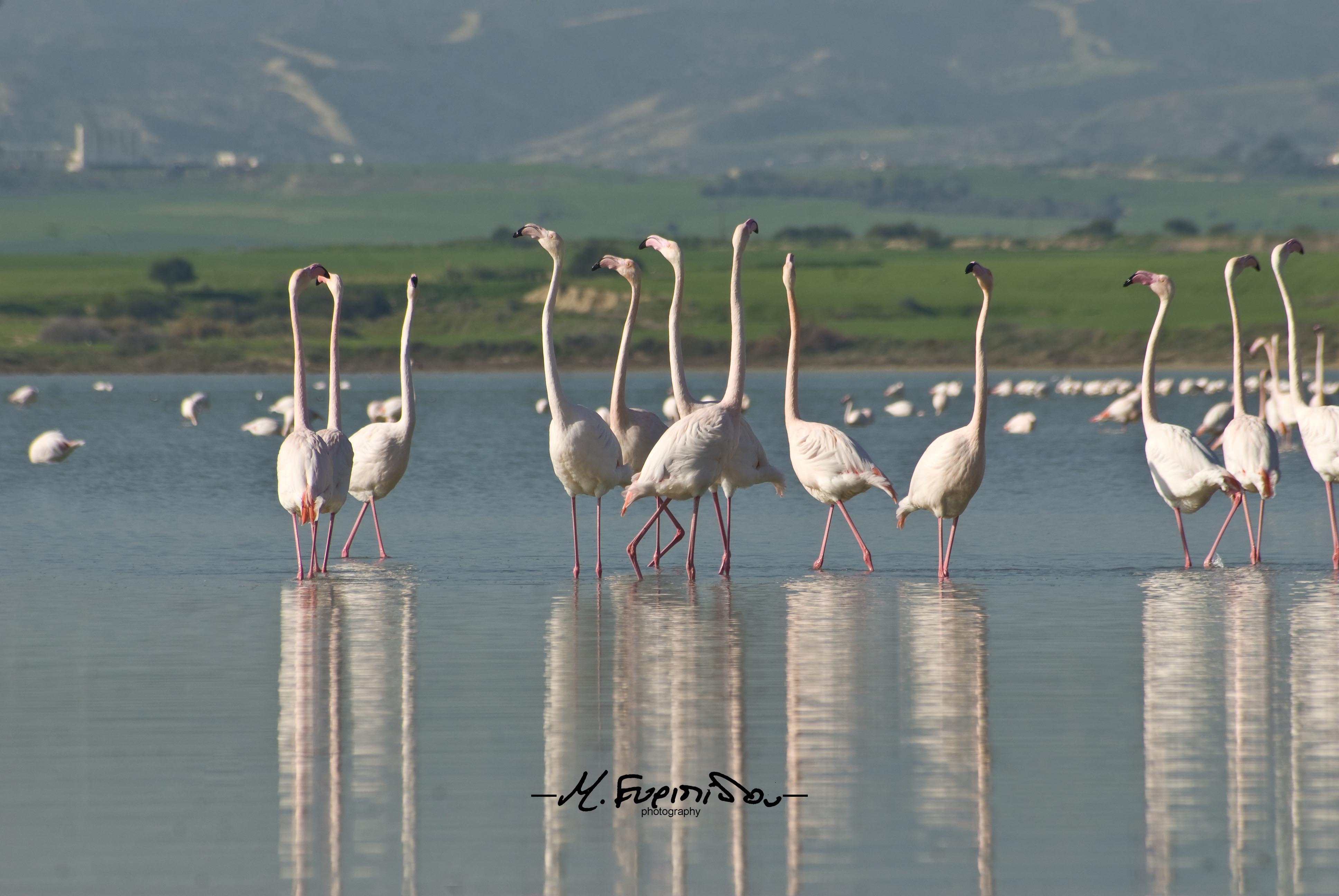 Cyprus-Flamingo at Larnacas salt lake