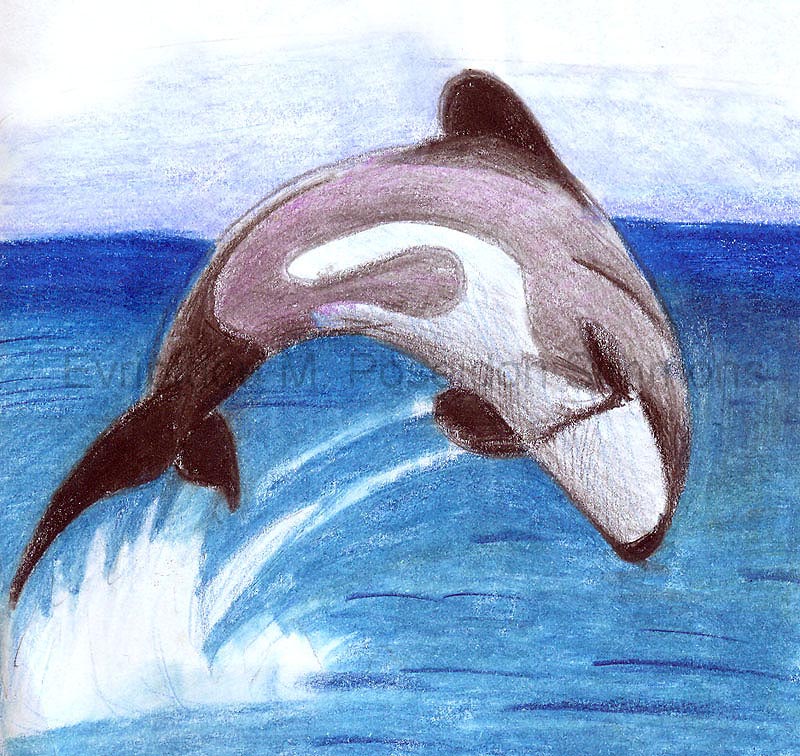 hector's dolphin