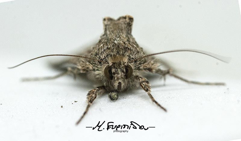 moth closeup