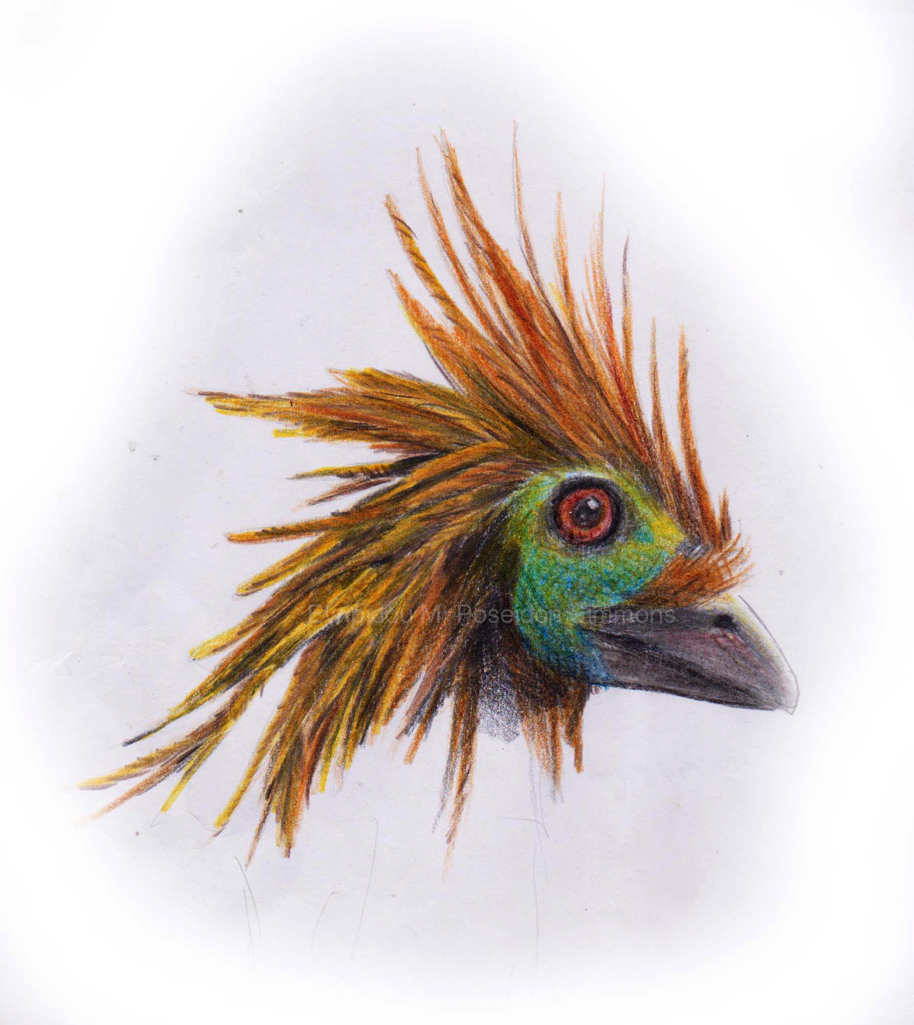 hoatzin