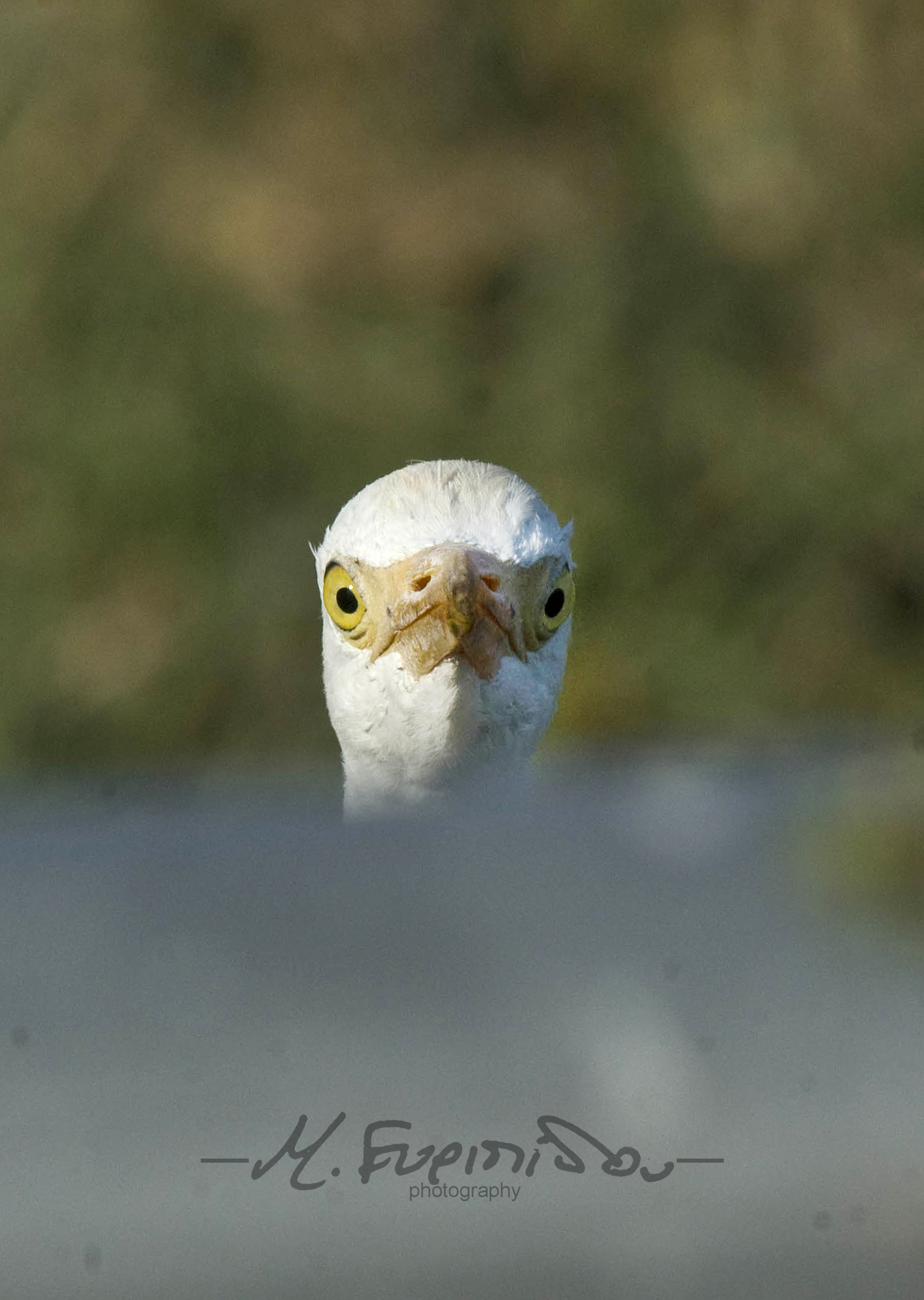 bird watching Cyprus-egret