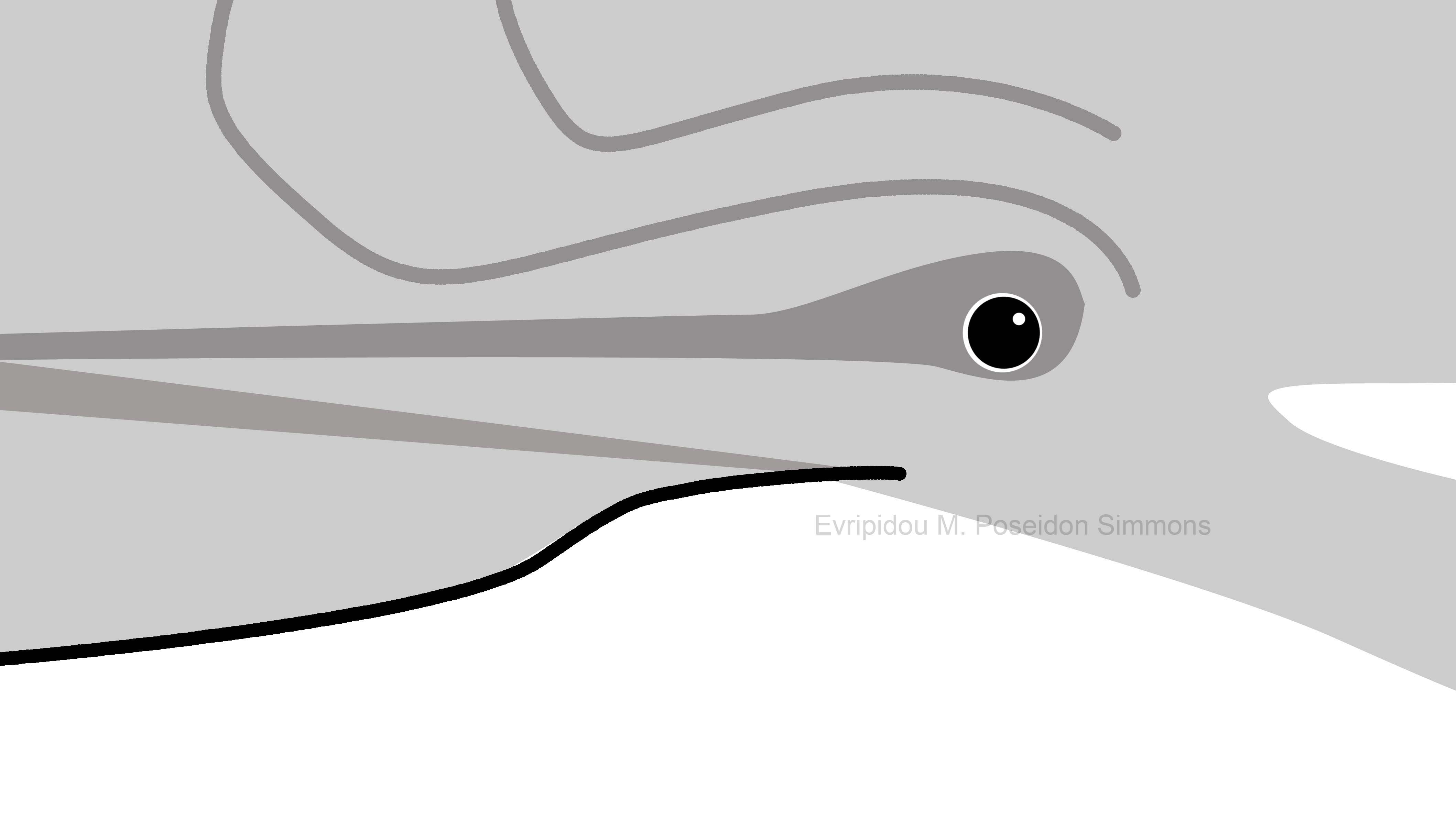 bottlenose dolphin face stylized